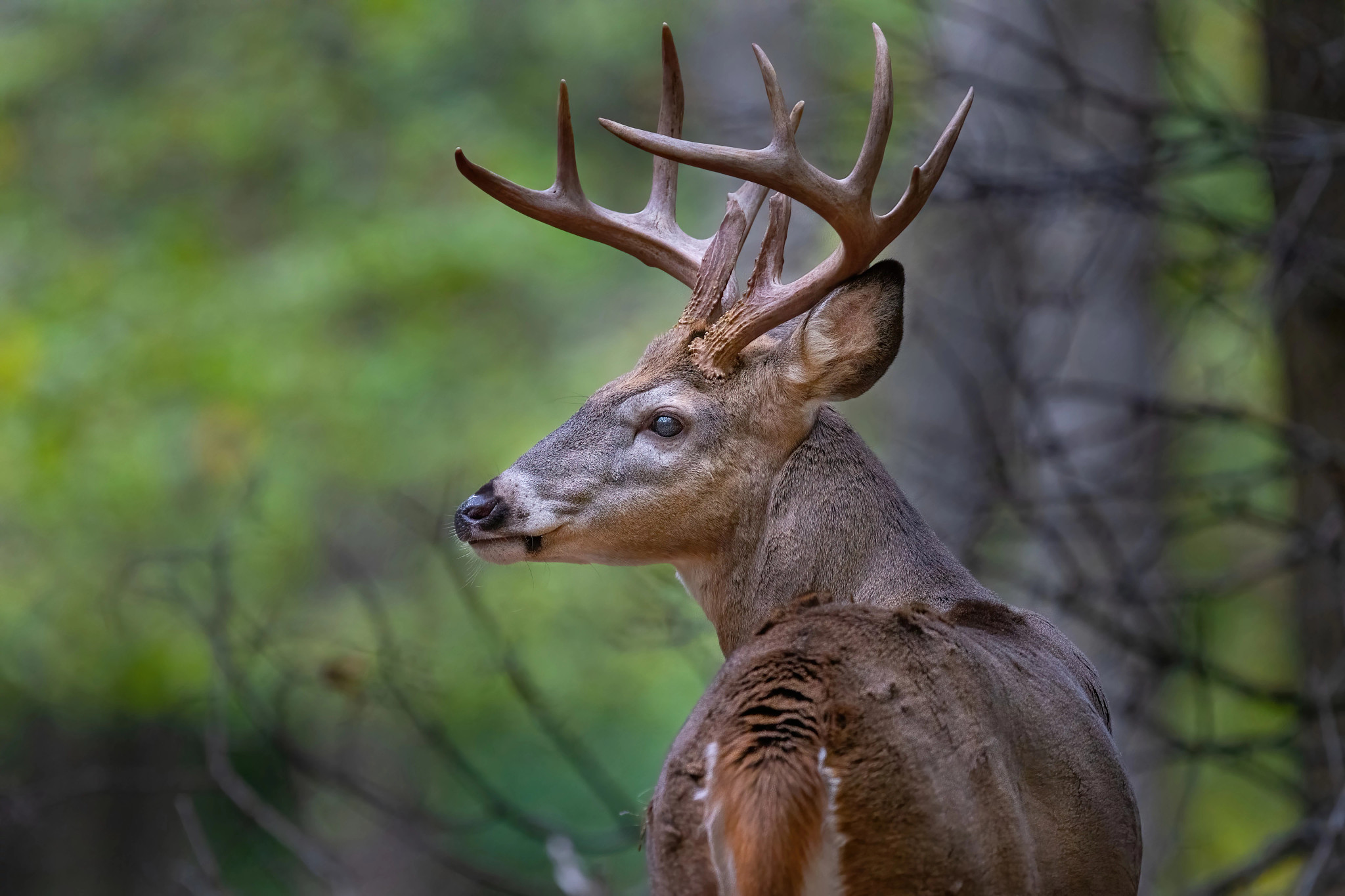 DNR Seeking Public Comment For Deer Management Unit Boundary Review